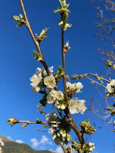 Prados alpinos y flores de alta montaña en los Pirineos